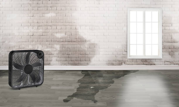 Best Mold removal after water damage  in New Cordell, OK